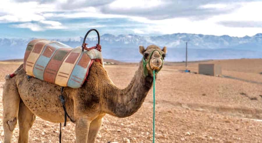 Marrakech: Agafay Desert Dinner, Camel Ride, & Show - The argan oil cooperative stop
