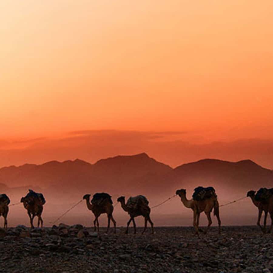 Marrakech: Agafay Desert Dinner with Music and Fire Show - Is the Agafay Desert dinner worth $36?