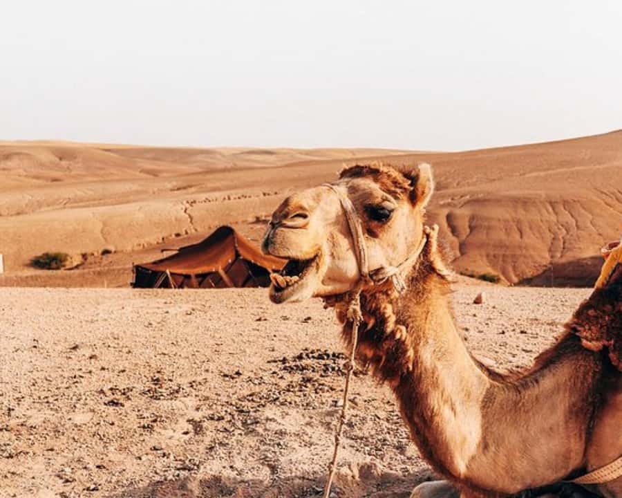 Marrakech: Agafay Desert, Lunch, Camel Ride, & Swimming Pool - The argan oil cooperative adds local context