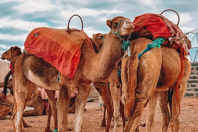 Marrakech: Agafay Desert Sunset, Camel Ride, and Dinner Show - Dinner at the Berber camp