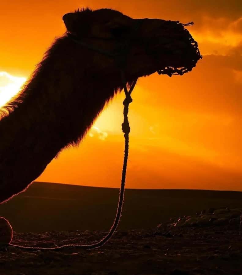 Marrakech : Agafay Desert Sunset Camel Ride & Luxury Dinner - FAQ
