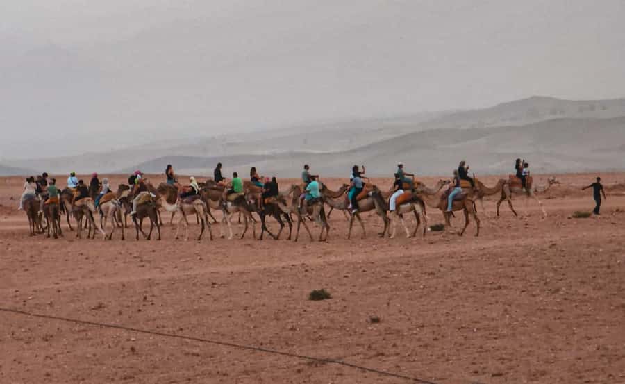 Marrakech: Agafay Ds Sunset with Dinner, Show & Tuareg Music - What the guide adds to the evening