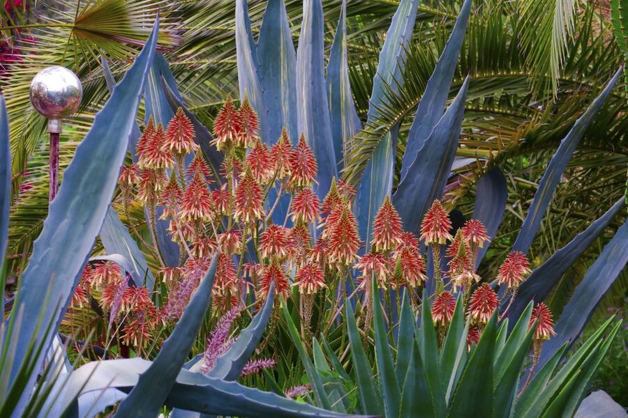 Marrakech: André Heller's ANIMA Garden Ticket - How long should you allow?