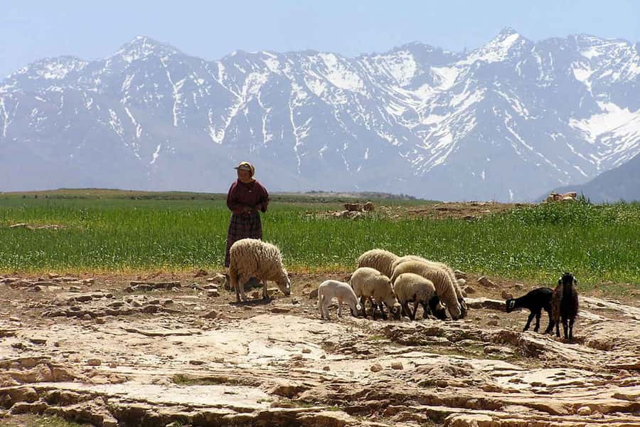 Marrakech: Atlas Mountains and Desert Safari with Lunch - The return through the Haouz plains