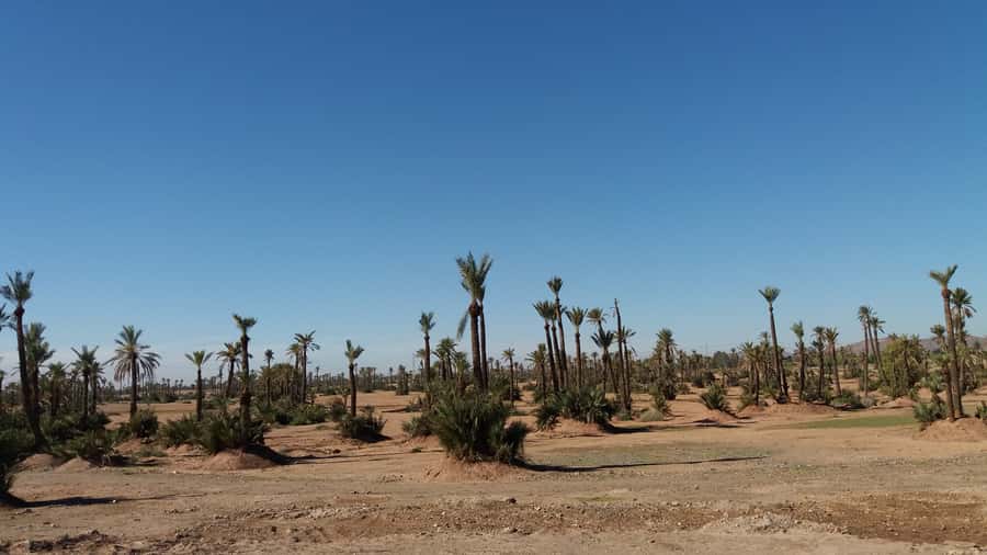 Marrakech: Buggy Experience at Palmeraie with Hotel Pickup - Safety Briefing and Buggy Setup