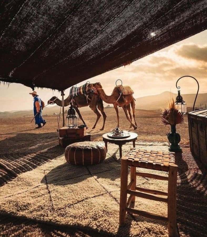 Marrakech: Camel & Quad Bike Tour with Sunset, Dinner & Show - Guides, communication, and the human side