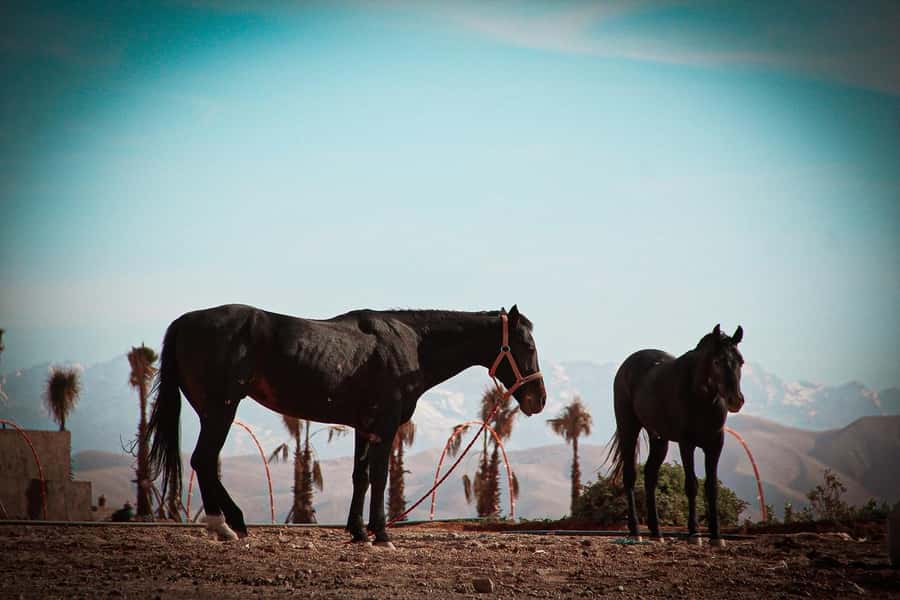 Marrakech: Camel Ride, Dinner, Pool, and Fire Show in Agafay - Is $23 Good Value?