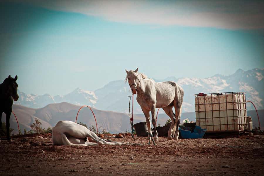 Marrakech: Camel Ride, Dinner, Pool, and Fire Show in Agafay - Sunset on a Camel in Rocky Agafay
