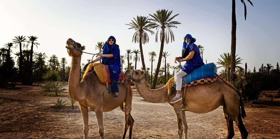 Marrakech camel ride in the palm grove - Key points to know before you book