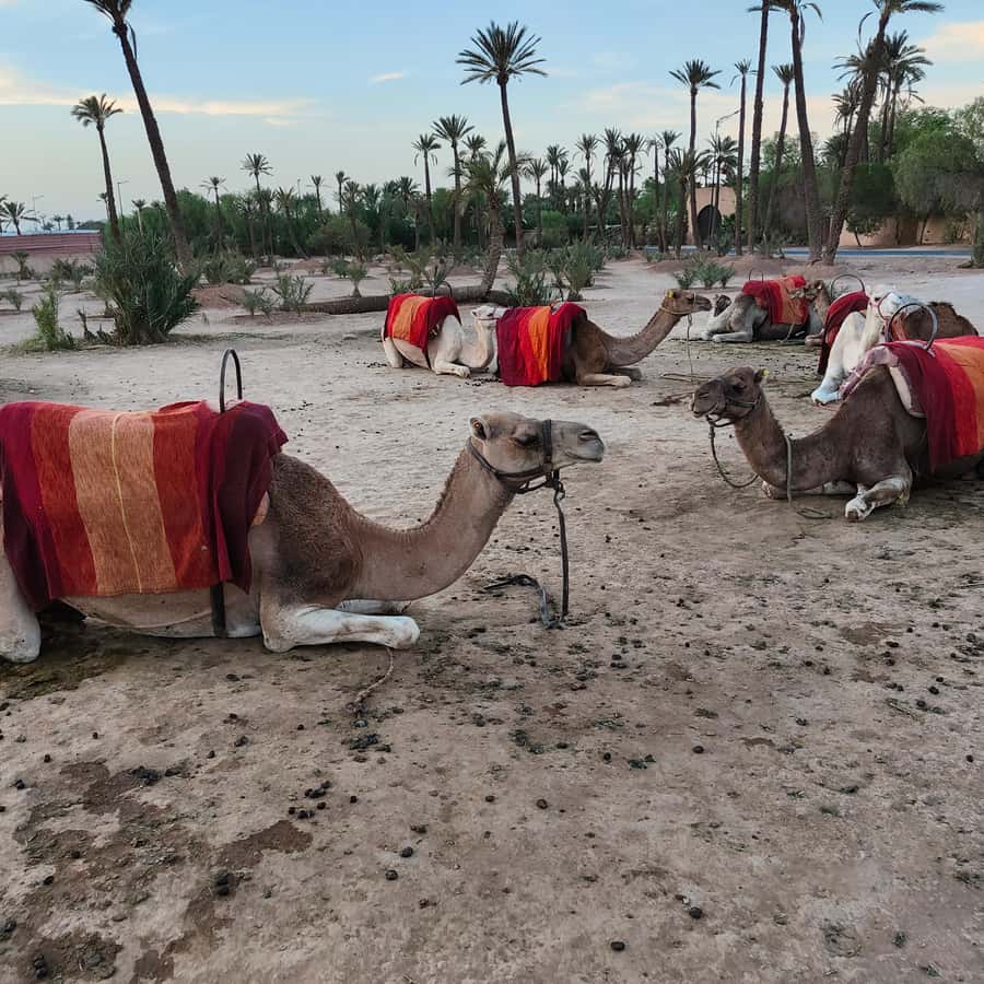 Marrakech camel ride in the palm grove - Should you book the Palm Grove camel ride?