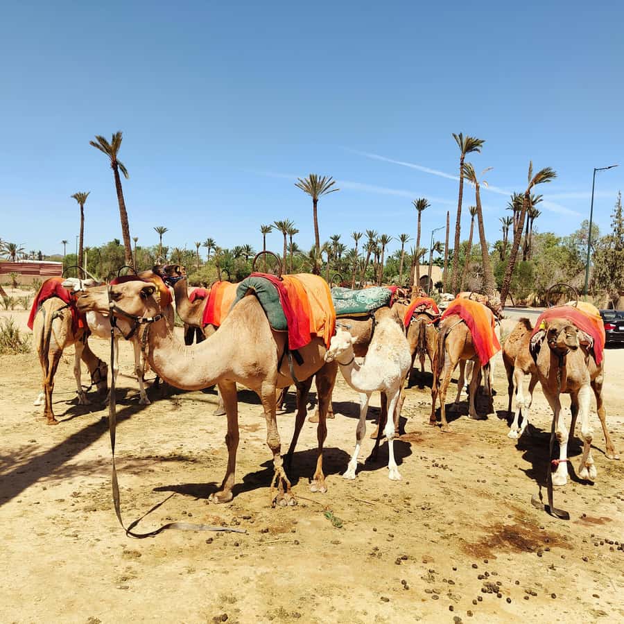 Marrakech camel ride in the palm grove - Is $40 a fair price?