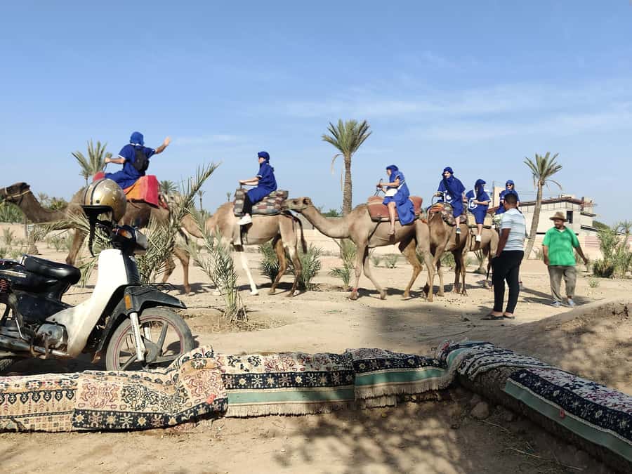 Marrakech camel ride in the palm grove - Hotel pickup makes the outing easy
