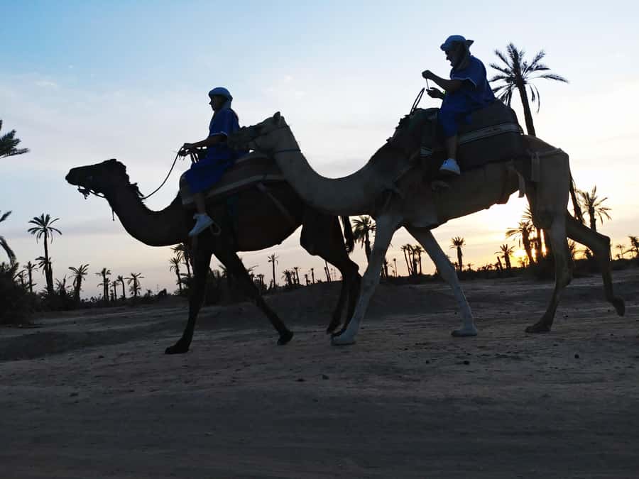 Marrakech Camel Ride in the Palmeraie Palm Grove - Getting Dressed as a Tuareg