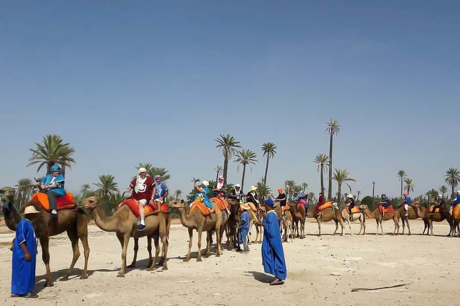 Marrakech: Camel Trek - Leaving Marrakech for the Palmeraie