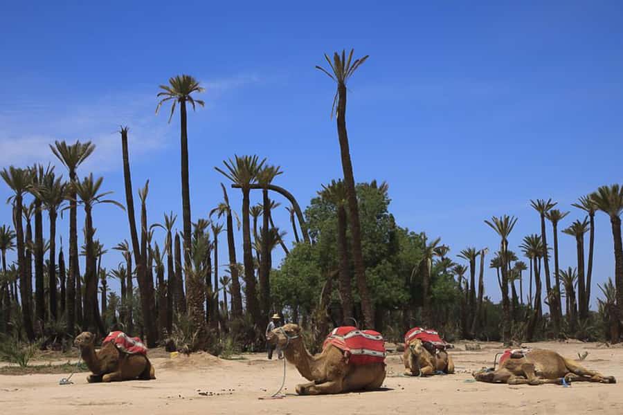Marrakech: Camel Trek - Mounting the dromedaries