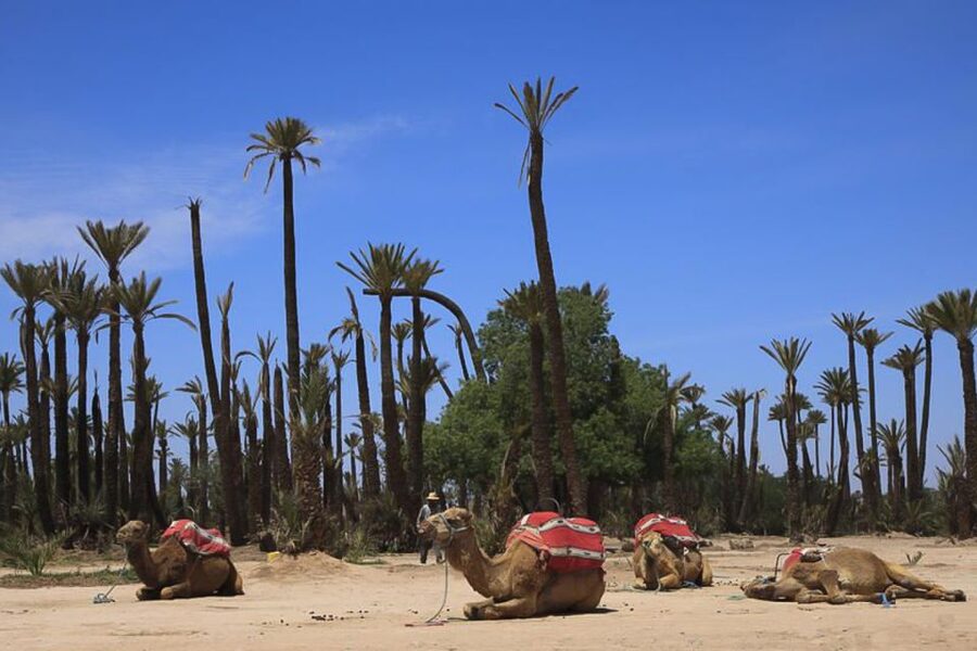 Marrakech: Camel Trek - What the 90 minutes really means