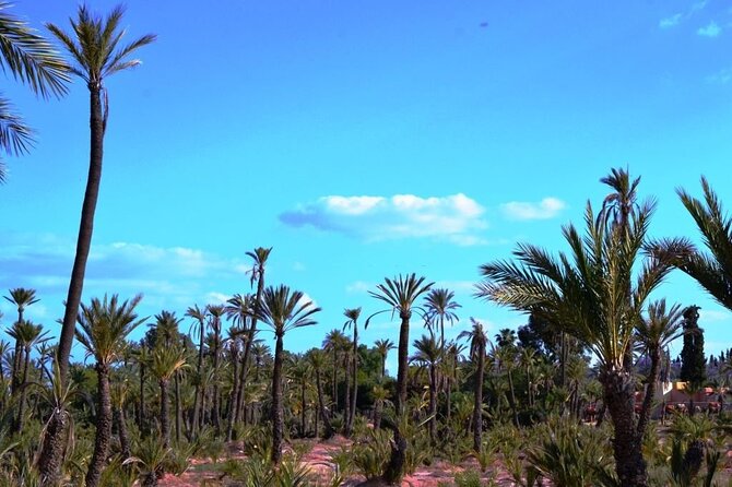 Marrakech Day Trip with Camel Ride from Casablanca - Le Jardin Secret and Bahia Palace