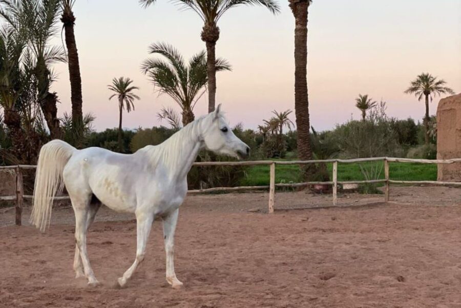 Marrakech: Desert and Palmeraie Horse Riding Tour & Transfer - Riding beneath the palms and past village life