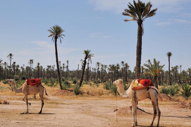 Marrakech Desert Camel Ride - Timing, photos, and comfort