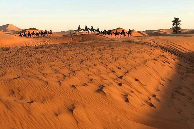 Marrakech Desert: Camel Ride, Quad Biking & Dinner Show Options - Who will enjoy this evening most