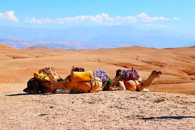Marrakech Desert Quad and Camel ride, Lunch, and Poolside - Guides, group size, and what private really means