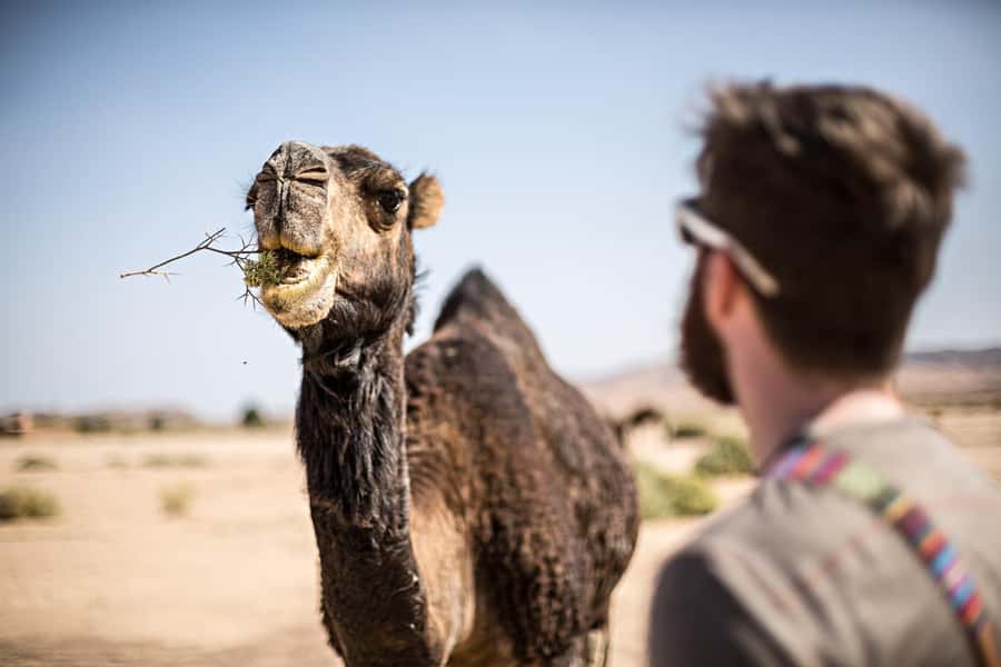 Marrakech: Dinner in Agafay Desert, Fire show & Camel Ride - Key points to know before booking