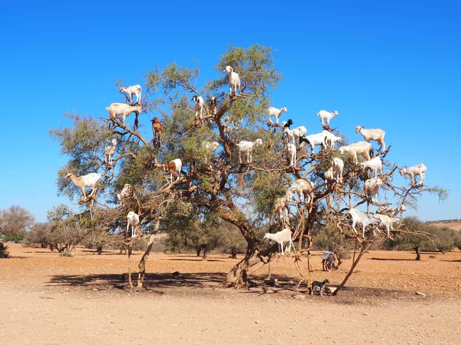 Marrakech: Essaouira Day Trip with Transfers and Co-op Visit - Key points to know before booking