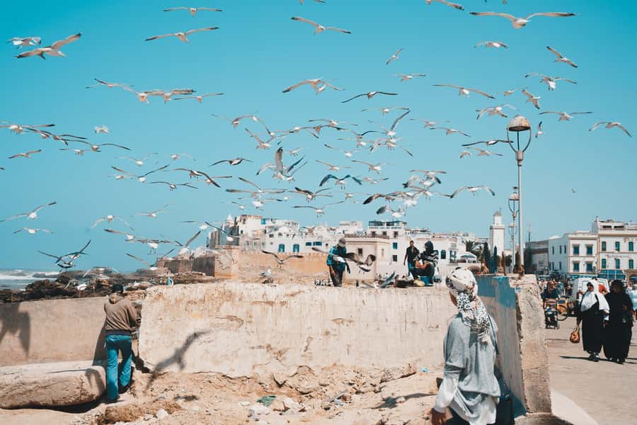 Marrakech: Essaouira Full-Day Trip - Transport, guides, and small practical concerns