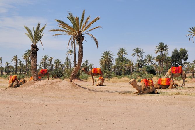 Marrakech: Half-Day Camel Ride in Palm Grove - Key points to know before booking