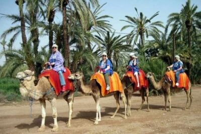 Half-Day Camel Ride in Palm Grove