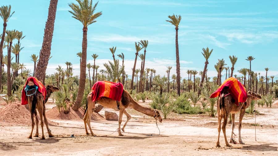 Marrakech: Half-Day Desert Quad Tour with Camel Ride - What the four-hour outing really feels like
