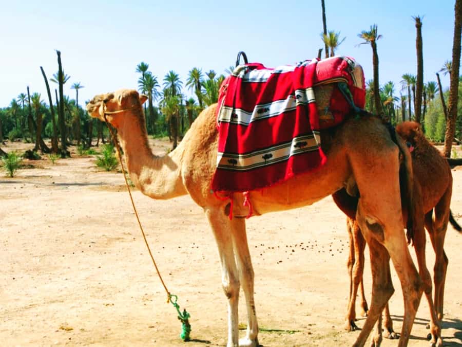 Marrakech: Half-day Dunes Trip With Buggy and Camel Ride - The 1-hour-45-minute buggy ride