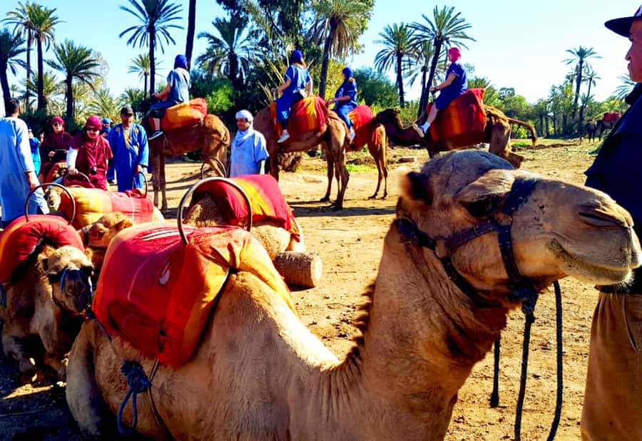 Marrakech: Half-Day Tour with Buggy Ride, Camel Ride and Spa - The Medina spa: hammam, scrub, and massage