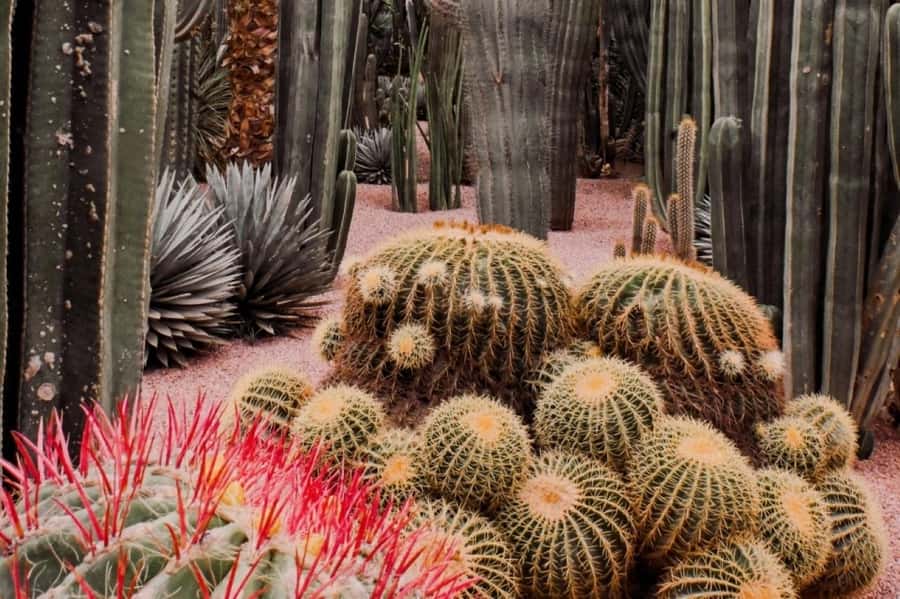 Marrakech: Majorelle Garden, Museums Tickets, & Audio Guide - Should you book this experience?