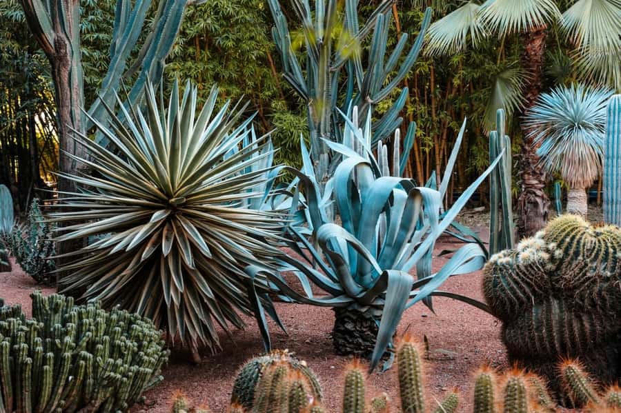 Marrakech: Majorelle Garden, YSL, and Berber Museum Entry - Key points to know before you go