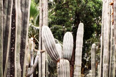 Majorelle Garden, YSL, and Berber Museum Entry