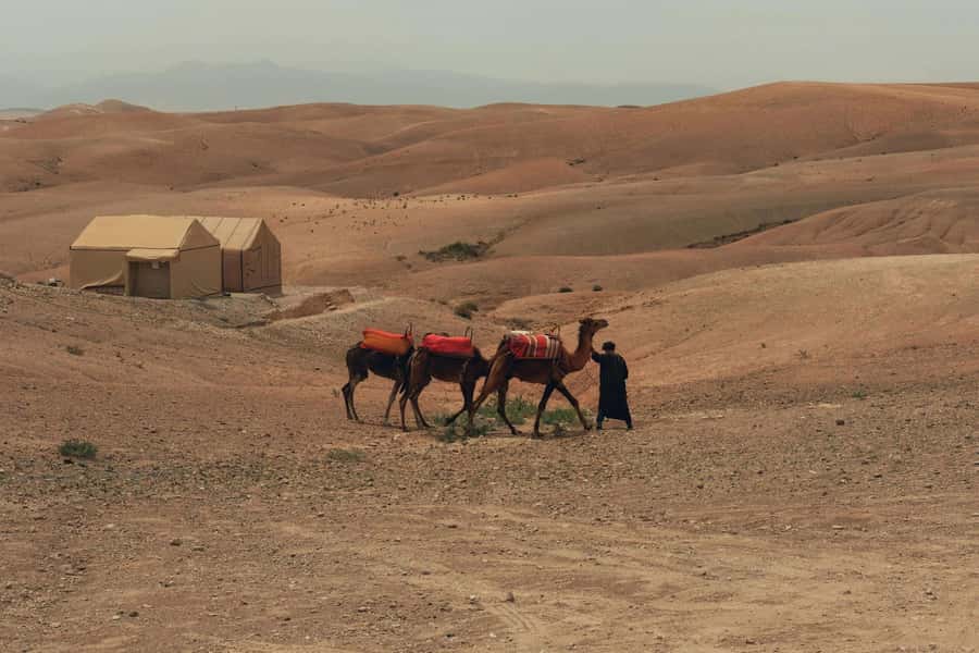 Marrakech/Ouarzazate: 2-Day Desert with Camel, 4x4 & Meals - Agdez and the Draa Valley by palm grove
