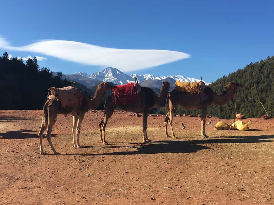 Marrakech: Ourika Valley & Atlas Mountains Half-Day Trip - The 30-minute mountain walk
