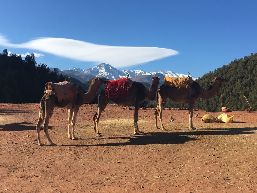 Marrakech: Ourika Valley & Atlas Mountains Half-Day Trip - Timing, heat, and what to bring