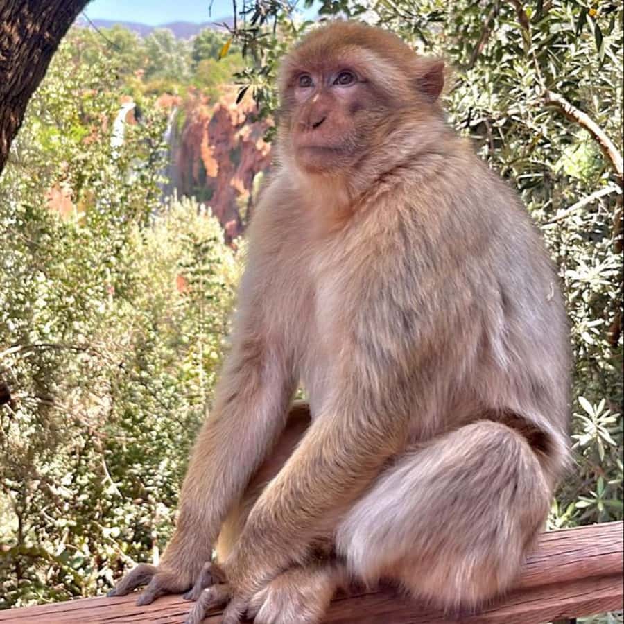 Marrakech: ourika valley lunch & guided hike to waterfalls - FAQ