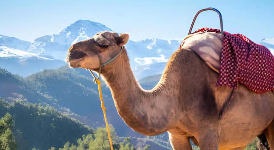 Marrakech: Ourika Valley Waterfalls Hike & Traditional Lunch - Key points at a glance