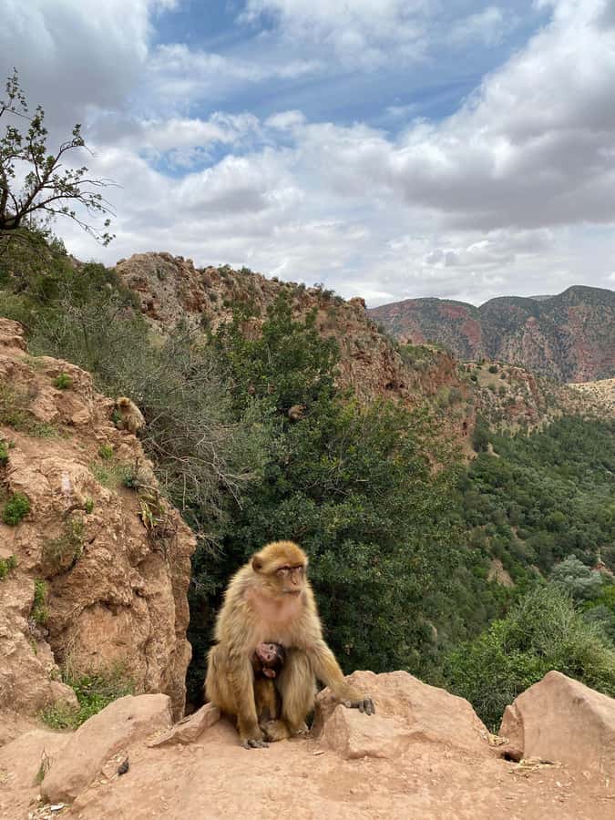 Marrakech : Ouzoud Waterfalls & Guided Tour & Boat Ride - The Al Abid River and the optional boat ride