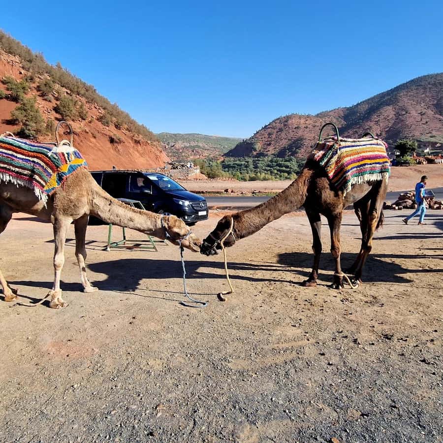 Marrakech: Ouzoud Waterfalls Trip, Guide & Boat + Lunch - Meeting the Barbary macaques