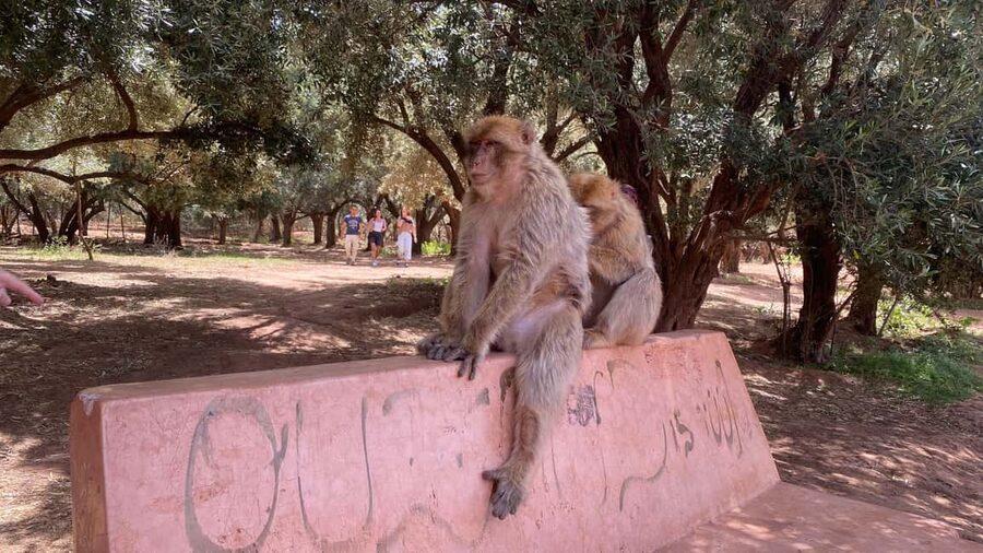 Marrakech: Ouzoud Waterfalls Trip, Guided Hike & Boat Option - Who should book this day trip?