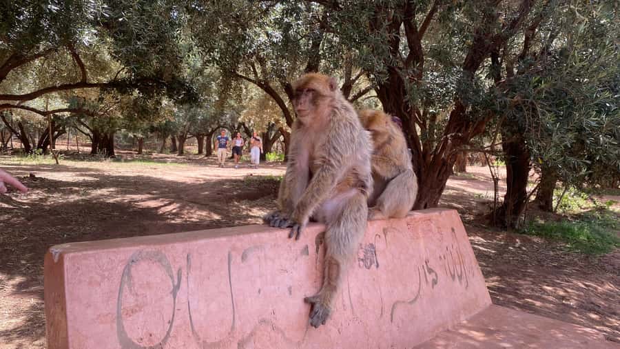 Marrakech: Ouzoud Waterfalls Trip, Guided Hike & Boat Option - Monkeys, photos, and a little caution