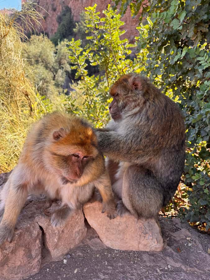 Marrakech: Ouzoud Waterfalls Trip, Guided Hike & Boat Option - Is the $14 price good value?