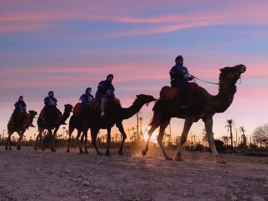 Marrakech palm grove: Sunset camel ride - Key points to know before you book