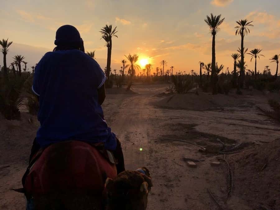 Marrakech palm grove: Sunset camel ride - Riding into the Marrakech Palmeraie
