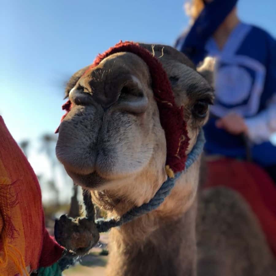 Marrakech palm grove: Sunset camel ride - Pickup from Marrakech hotels and riads
