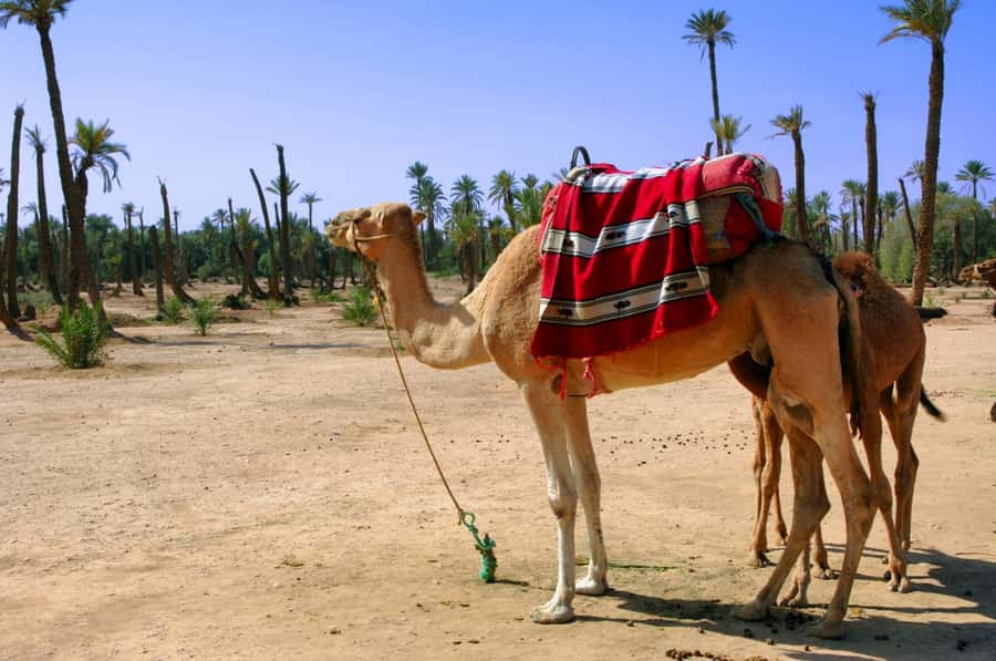 Marrakech Palmeraie 3-Hour Camel Ride - The Palmeraie is a short escape from Marrakech